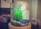 Best Cylinder Fish Tanks