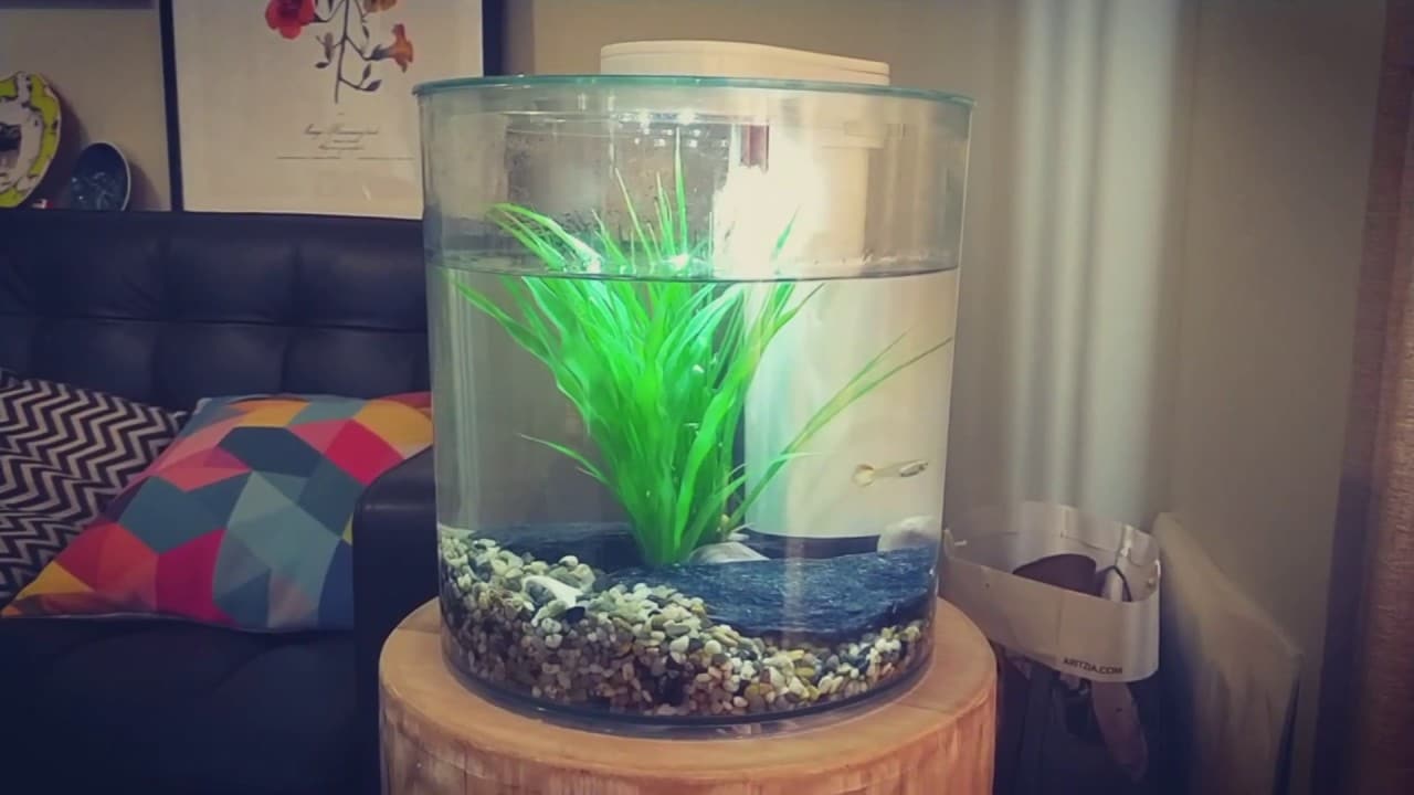 Best Cylinder Fish Tanks