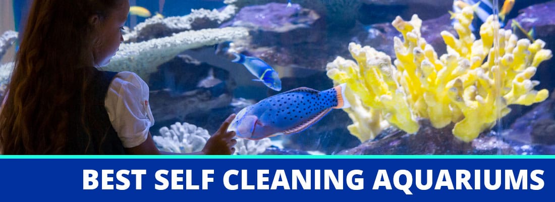 Best Self-Cleaning Fish Tanks