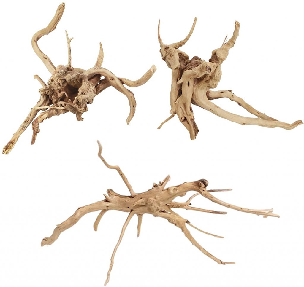 Azalea Roots