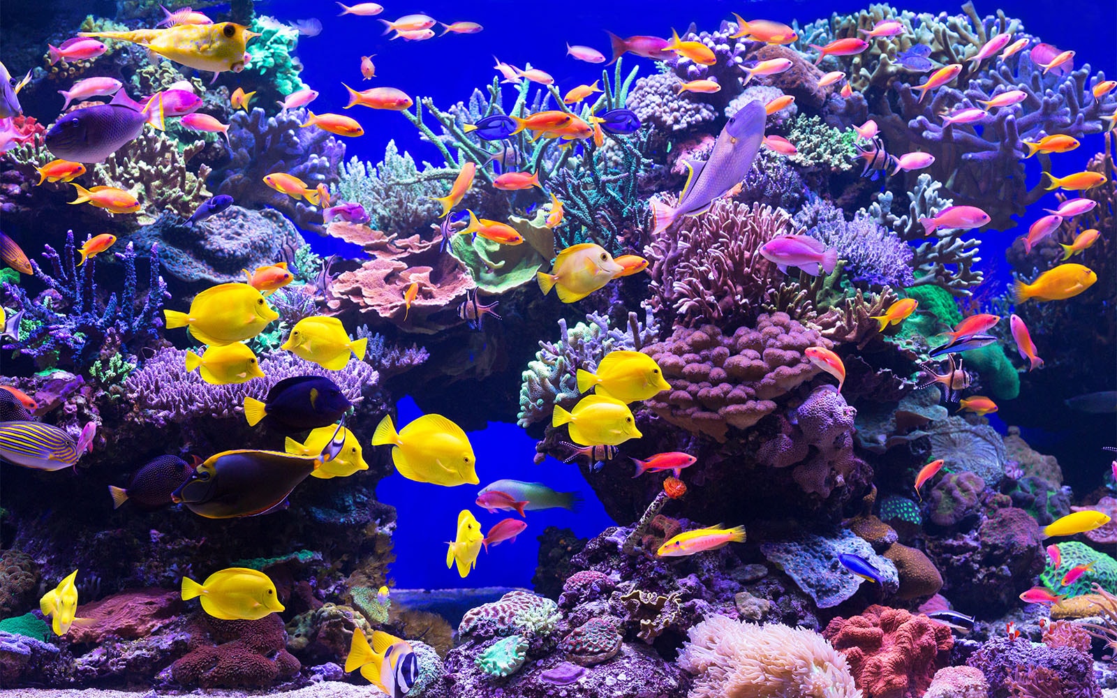 Best Reef Aquariums