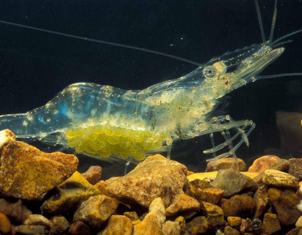 Care Your Pregnant Ghost Shrimp