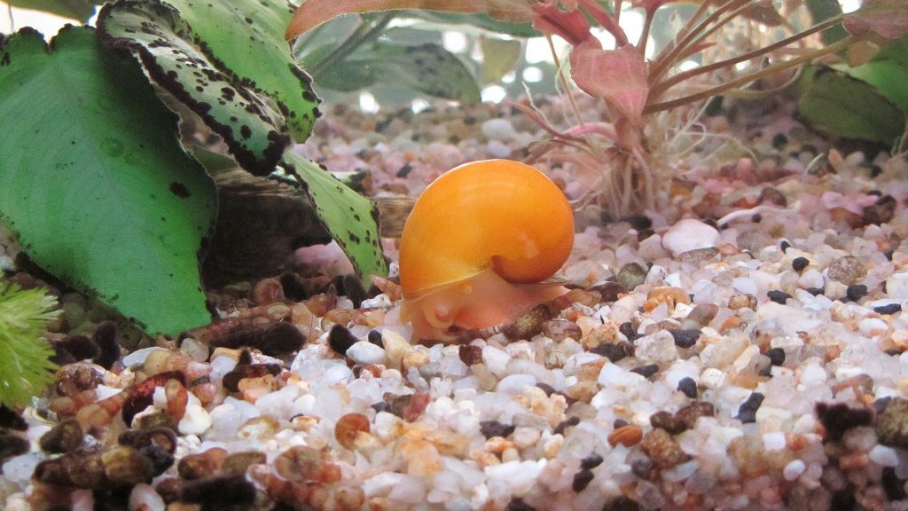 Aquarium Snail Care
