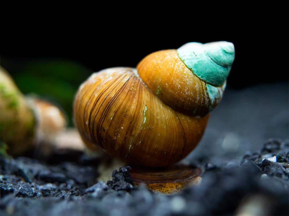 Japanese Trapdoor Snails