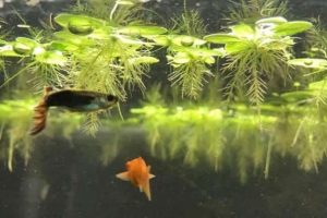Best Floating Aquarium Plants