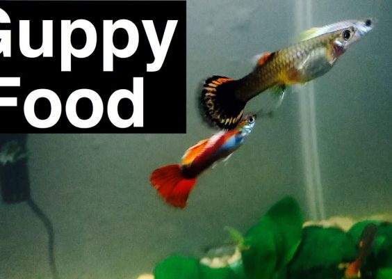Best Food for Guppy Fish