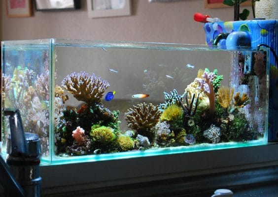Best Rimless Fish Tanks