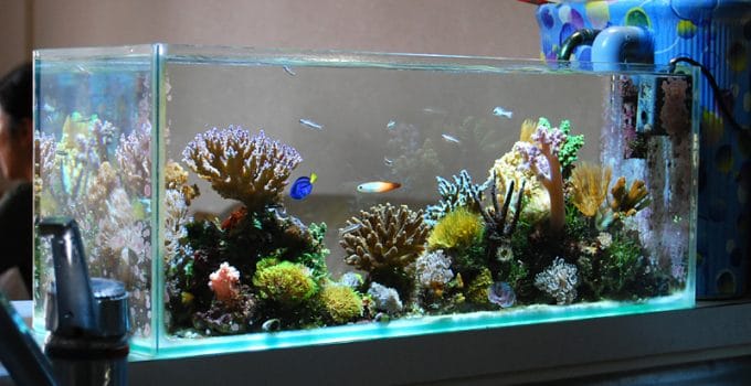 Best Rimless Fish Tanks