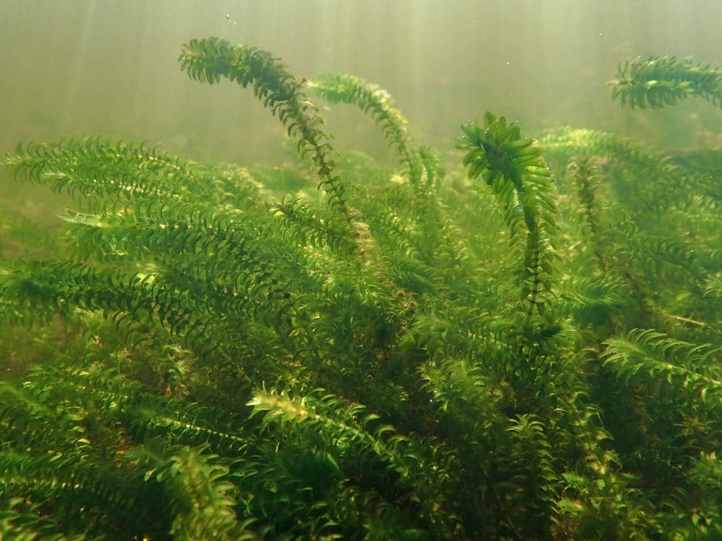 American Waterweed