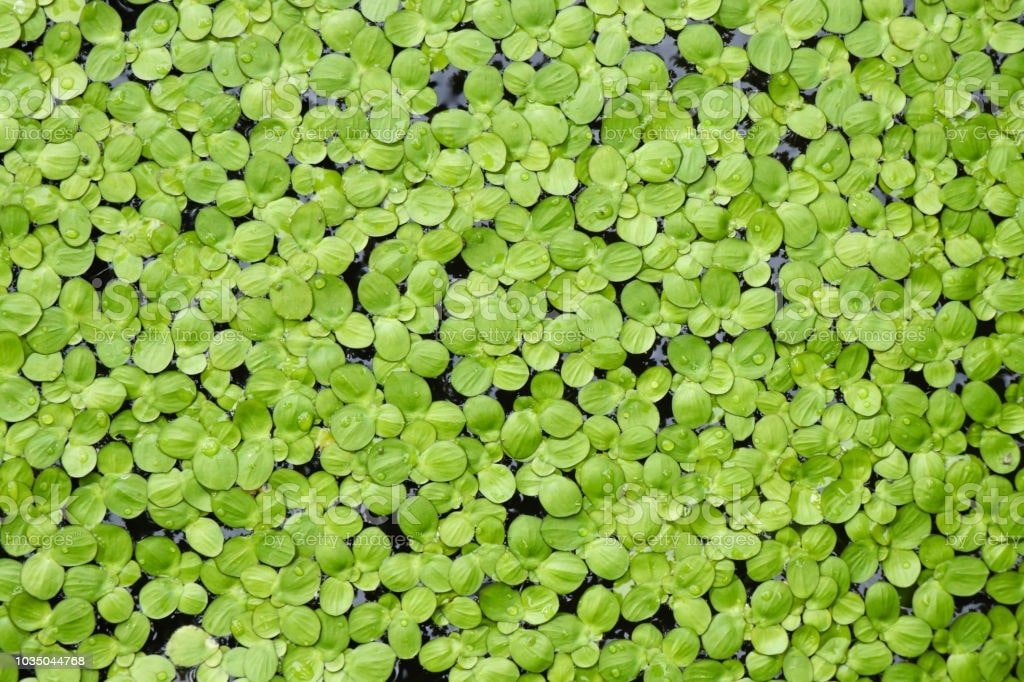 Natural Green Duckweed on The water