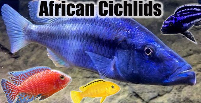 African Cichlids