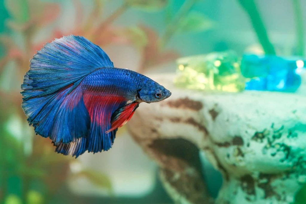 What to Watch Out When You Clean a Betta Fish Tank