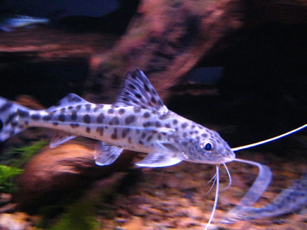 Appearance and Colors of Pictus Catfish