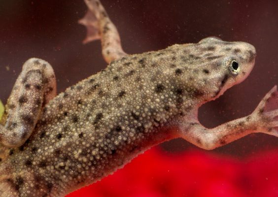 African Dwarf Frog Care Guide