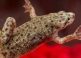African Dwarf Frog Care Guide