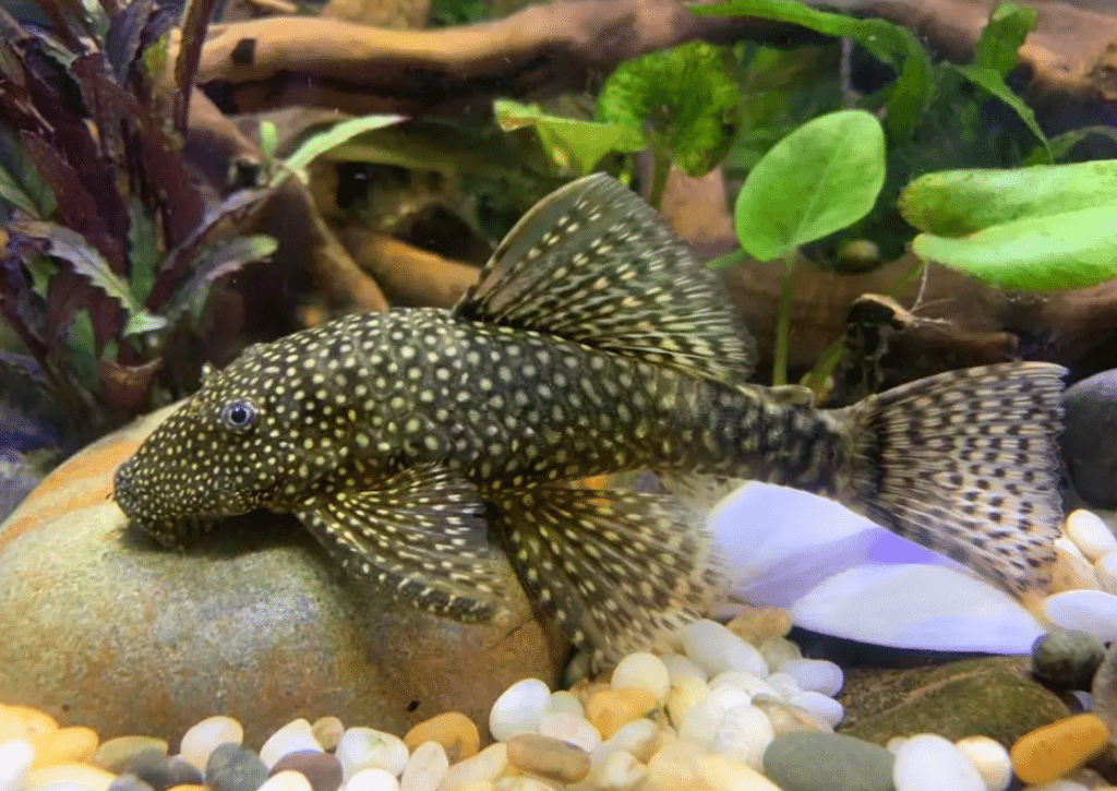 How to Breed Bristlenose Plecos?
