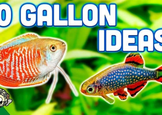 Best Fish for 10-gallon Tanks