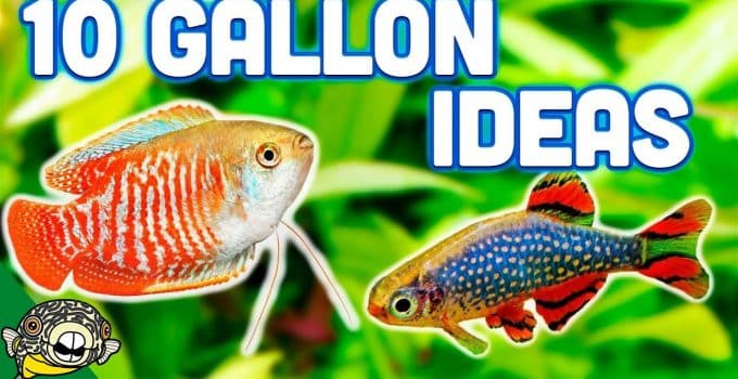 Best Fish for 10-gallon Tanks
