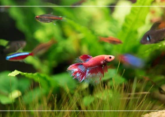 Best Fish for Small Tanks