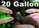 Most Popular Fish for 20-gallon Tanks
