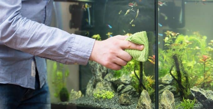 Clean a Fish Tank